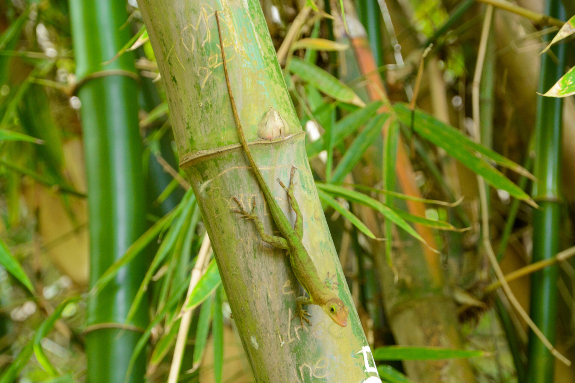 Grüner Gecko im Regenwald