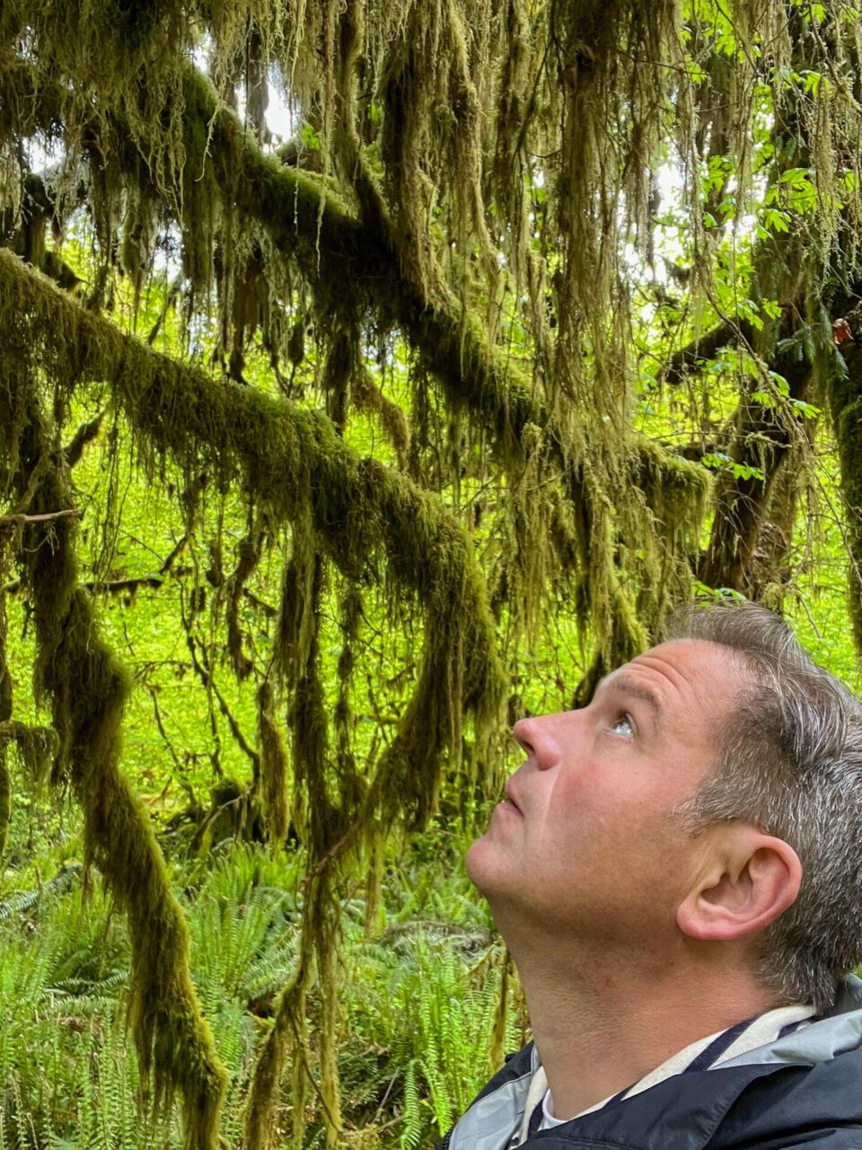 Autor Ralf betrachtet von Ästen herabhängendes Moos im Olympic National Park