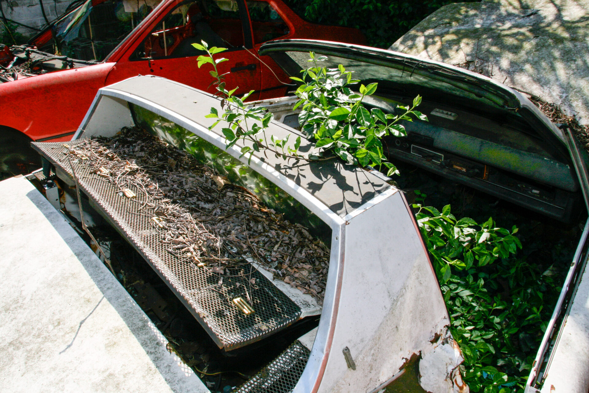 Pflanze wächst aus einem ausgeschlachteten Cabrio des Porsche 914