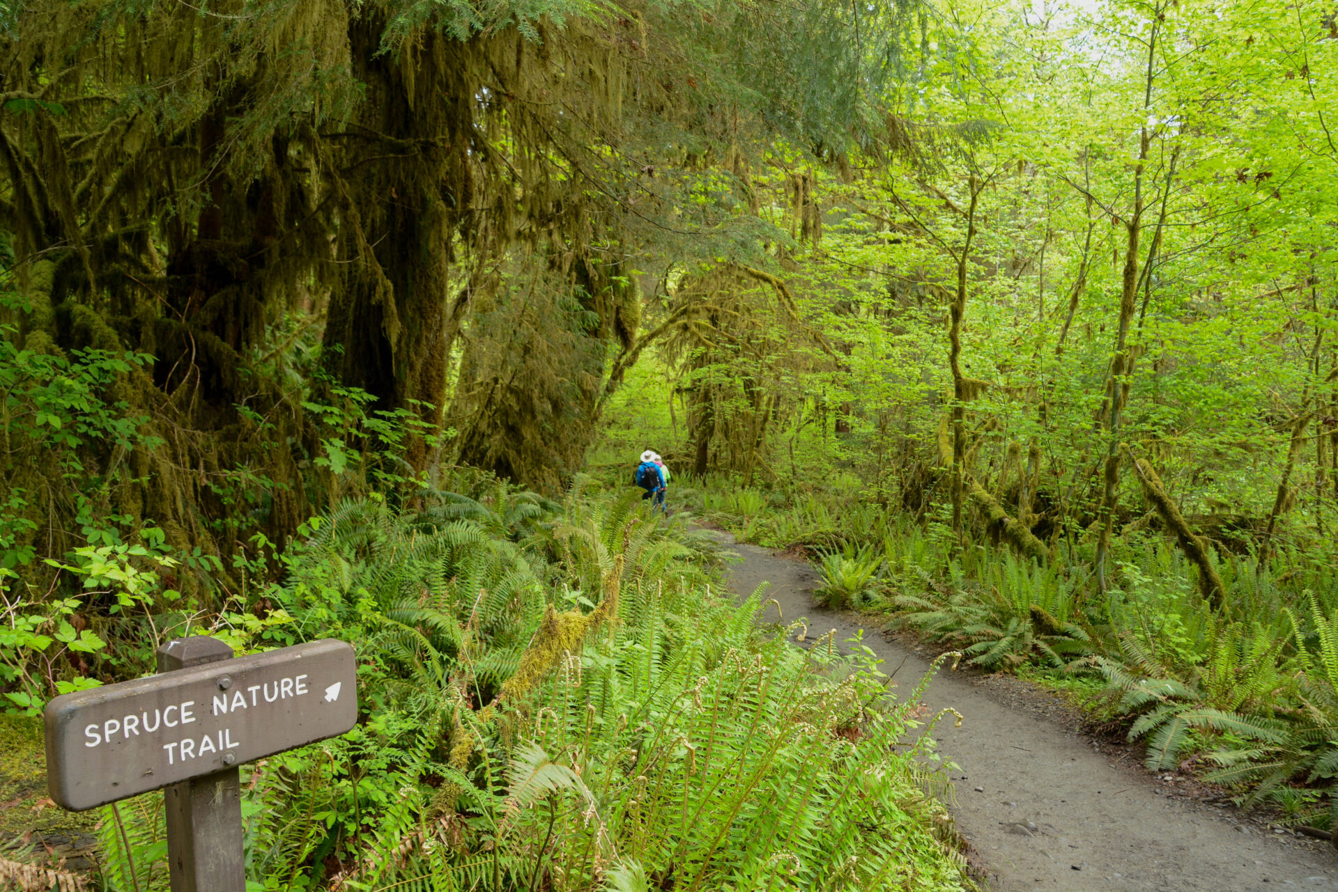 Wanderer auf dem Spruce Nature Trail im Hoh Rain Forest im Olympic National Park