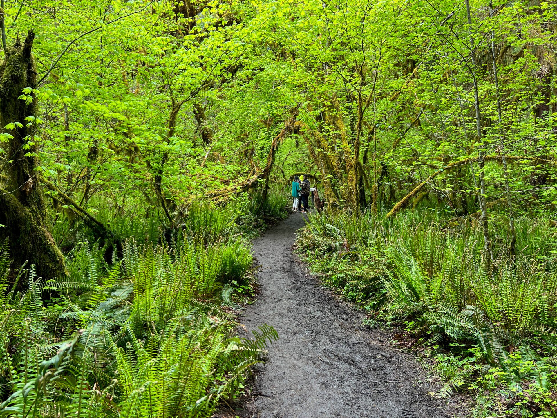 Wanderer auf Weg durch Farne und junges Grün in Washington State