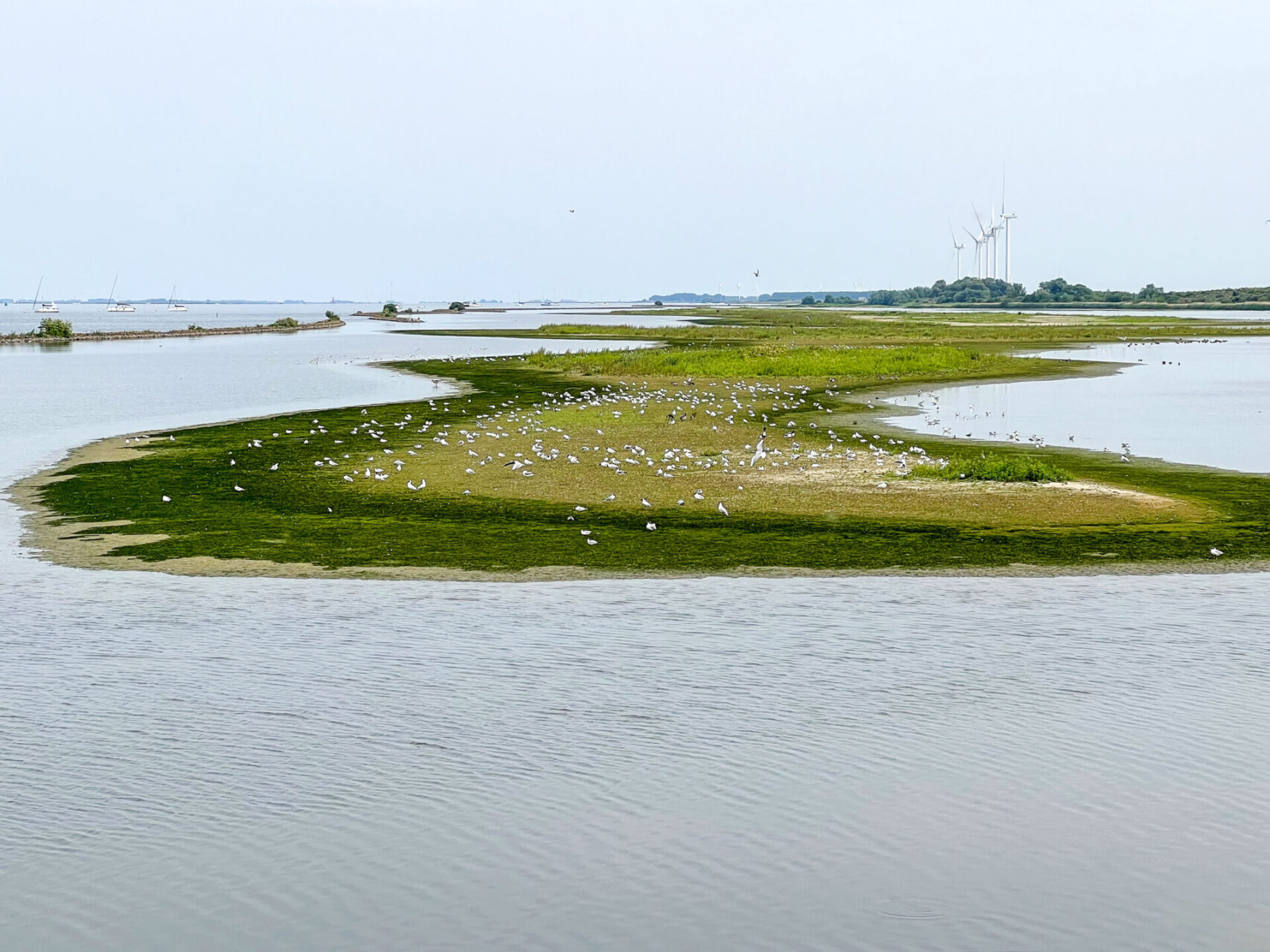 Ausblick vom Vogelobservatorium Tij am Haringvliet in den Niederlanden