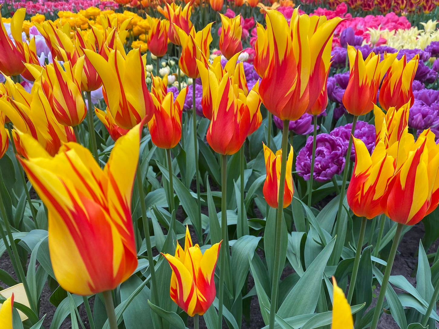 Tulpen mit Flammenmuster im Keukenhof in den Niederlanden