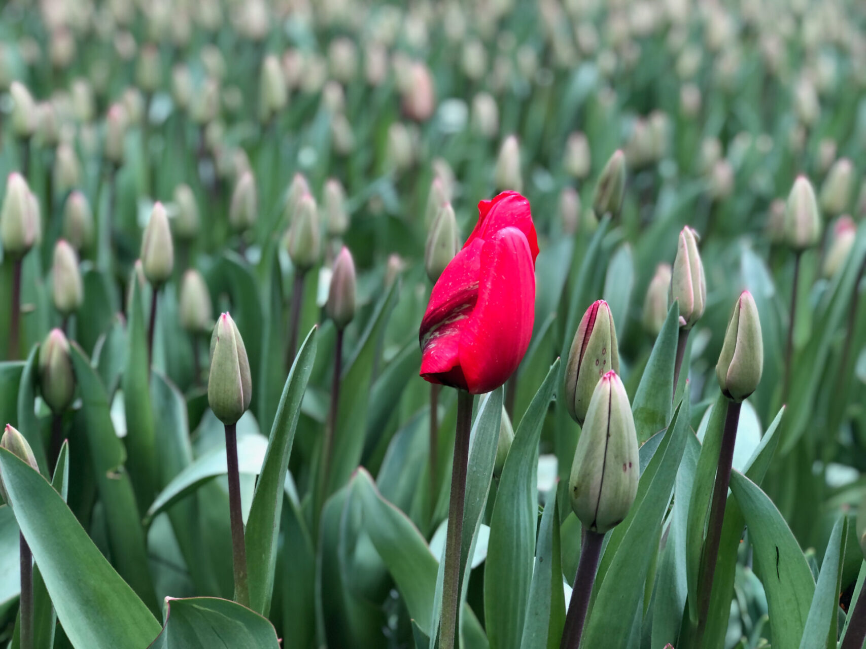 Einzelne rote Tulpe blüht in einem Blumenfeld in den Niederlanden