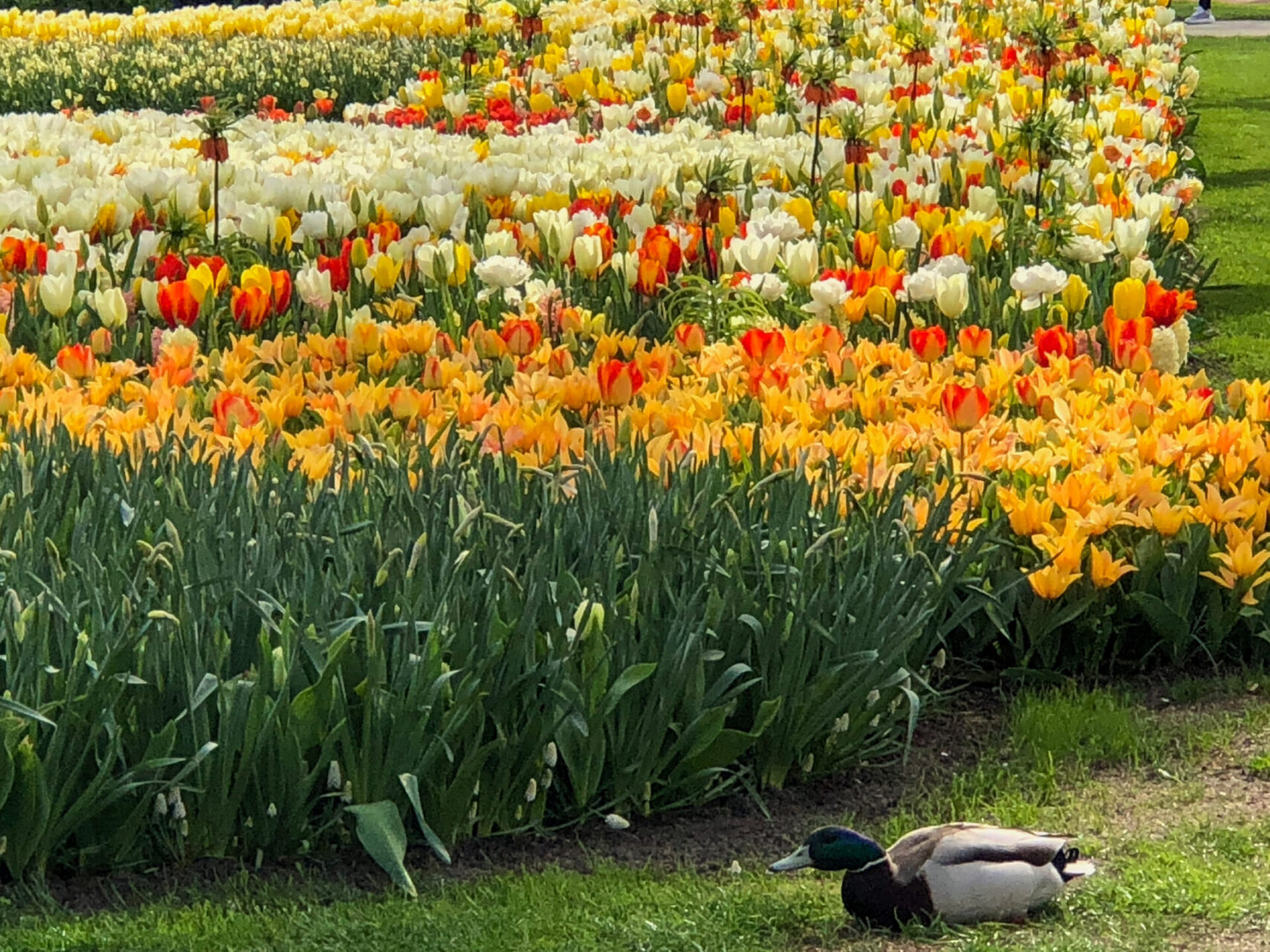Ente vor Tulpenfeld in Holland