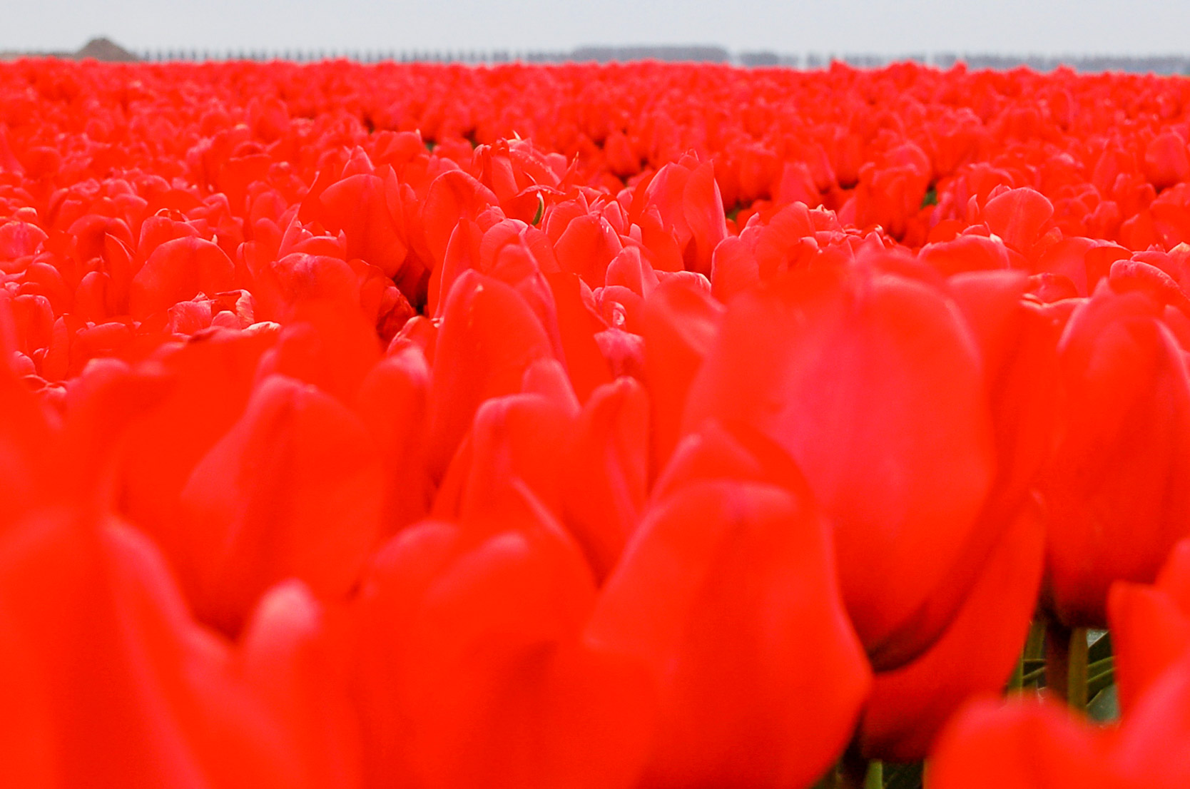 Feld aus leuchtend roten Tulpen auf Flevoland