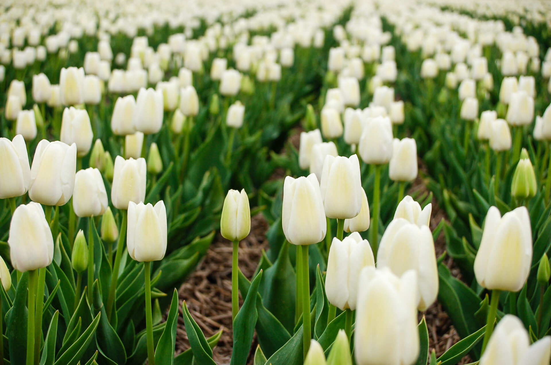 Feld aus blühenden, kerzengraden weißen Tulpen