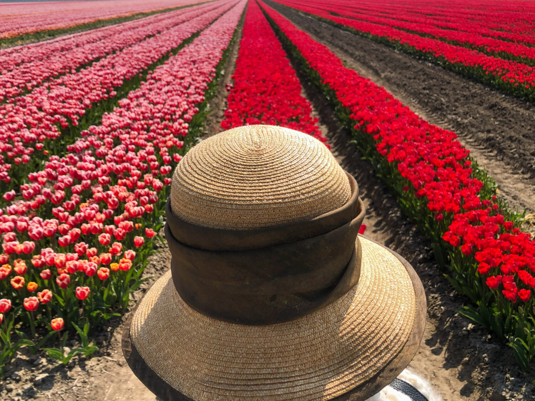 Frau mit Hut vor einem Tulpenfeld im Bollenstreek