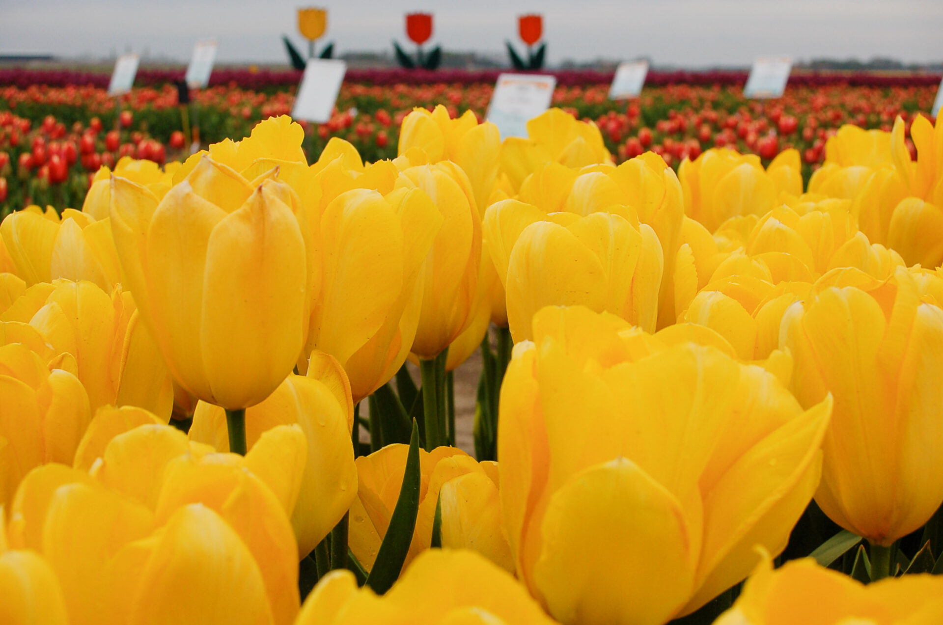 Leuchtend gelbe Tulpen bei einem Selbstpflückbetrieb auf Flevoland