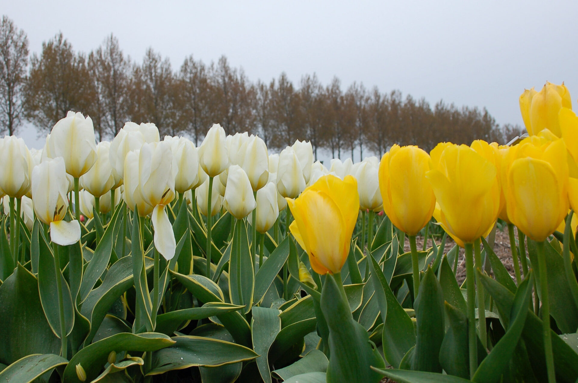 Feld aus weißen und gelben Tulpen mit Pappeln im Hintergrund