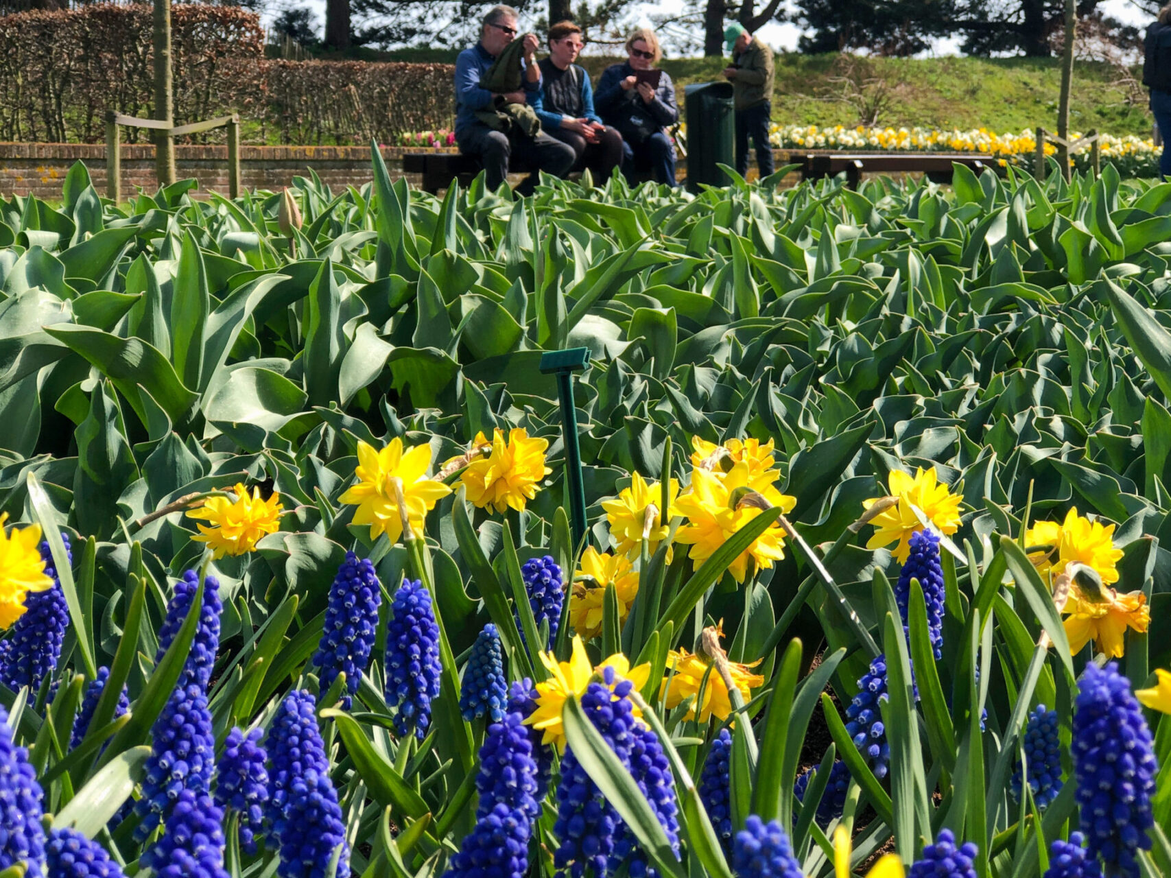 Hyazinthen und Narzissen vor Besuchern des Keukenhof in Holland