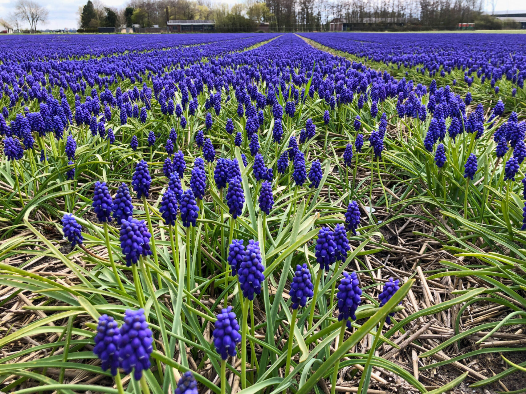 Feld mit leuchtend violetten Hyazinthen bei Egmond in den Niederlanden