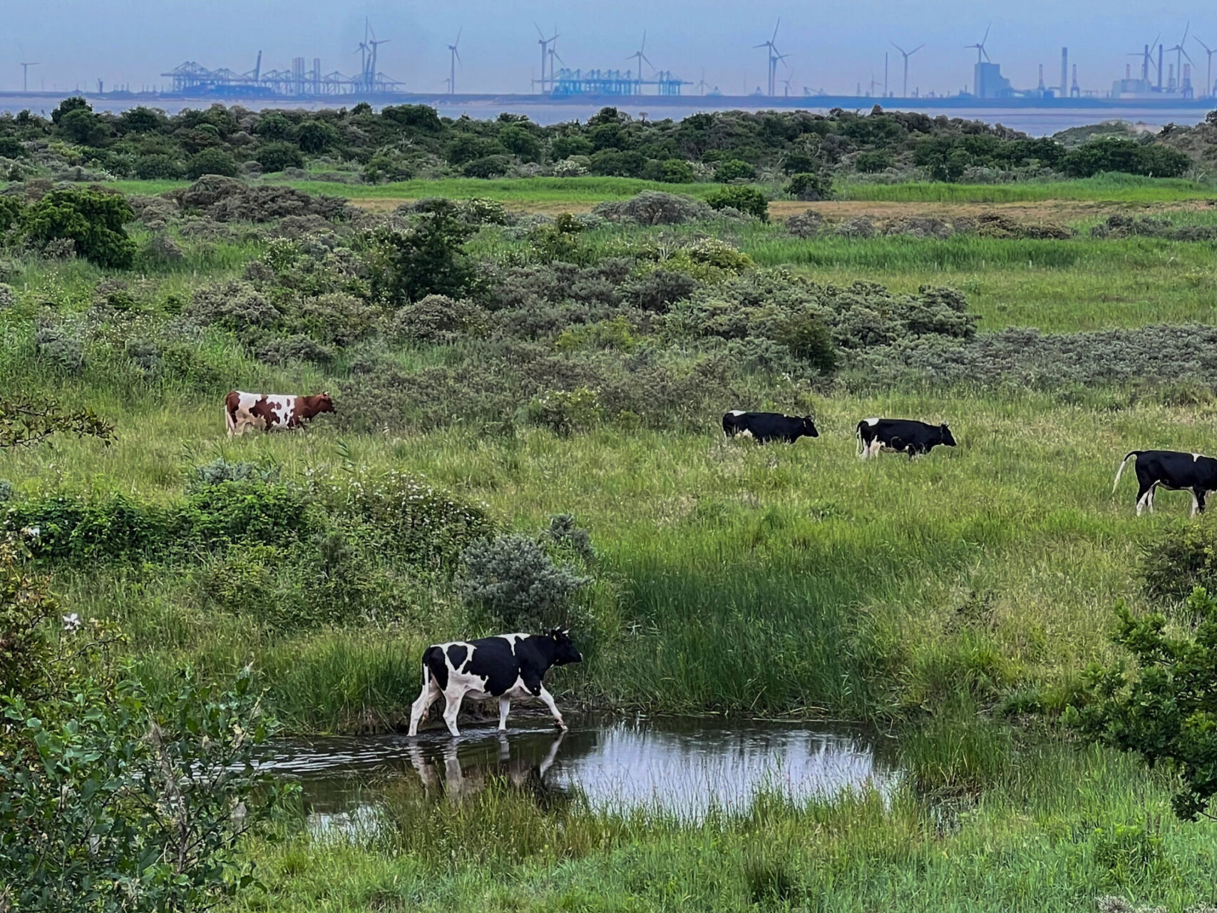 Kühe auf einer Salzwiese vor der Maasvlakte, die zum Hafen von Rotterdam gehört