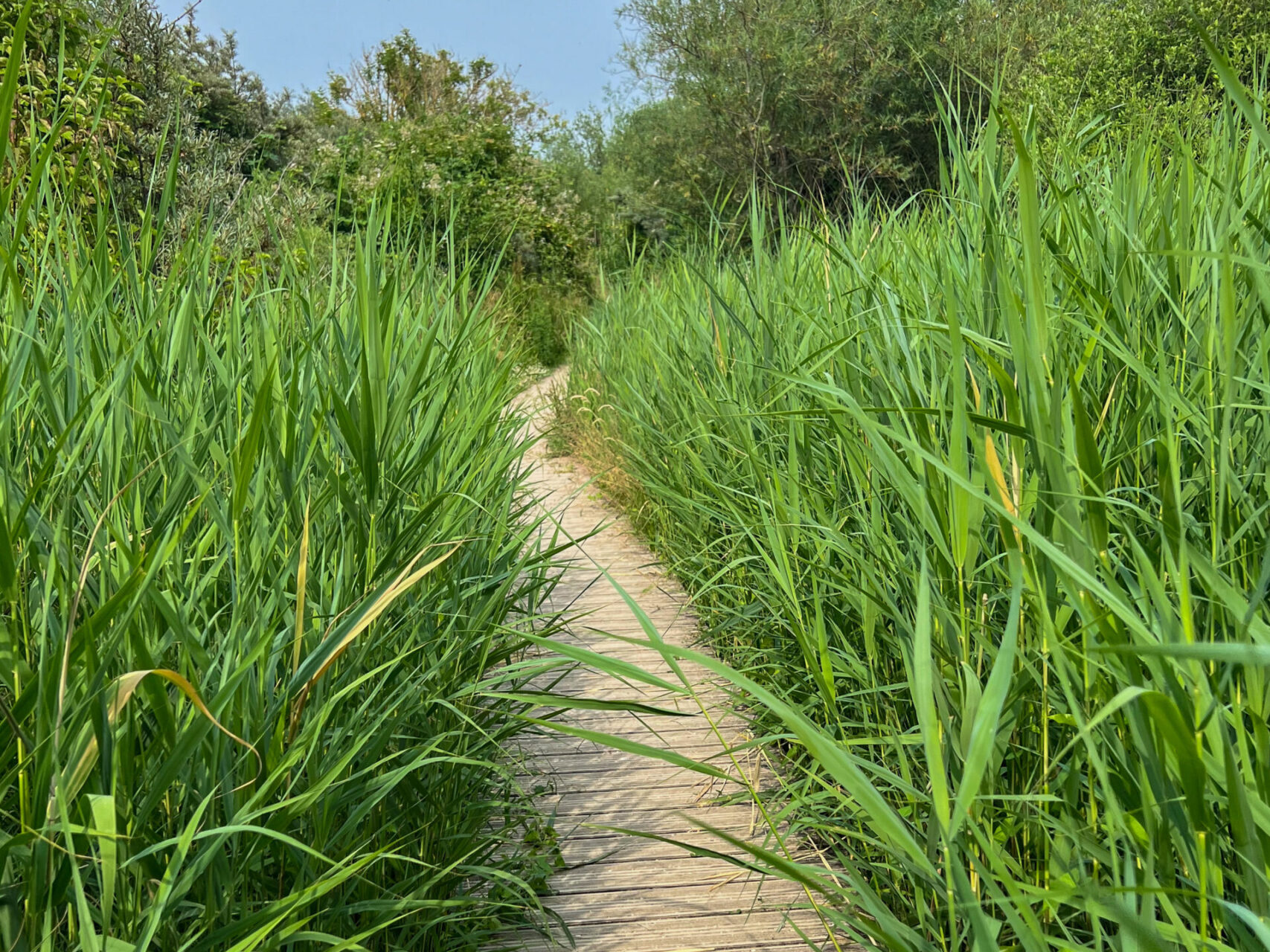 Steg aus Holzplanken führt durch Schilfgras in Goeree-Overflakkee