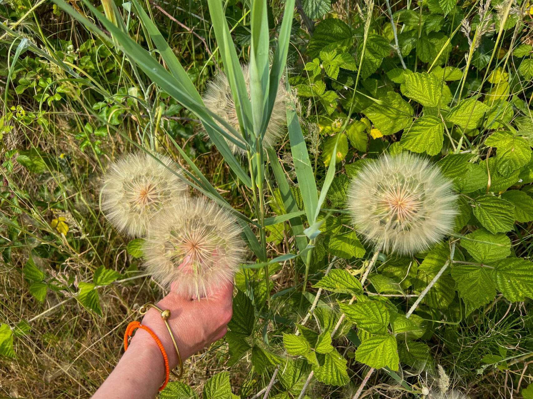 Faustdicke Pusteblumen