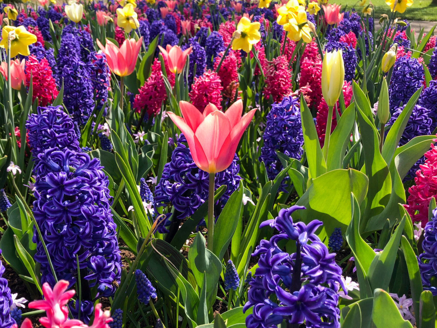 Prächtige gerade Tulpe sticht aus einem Feldaus Hyazinthen hervor