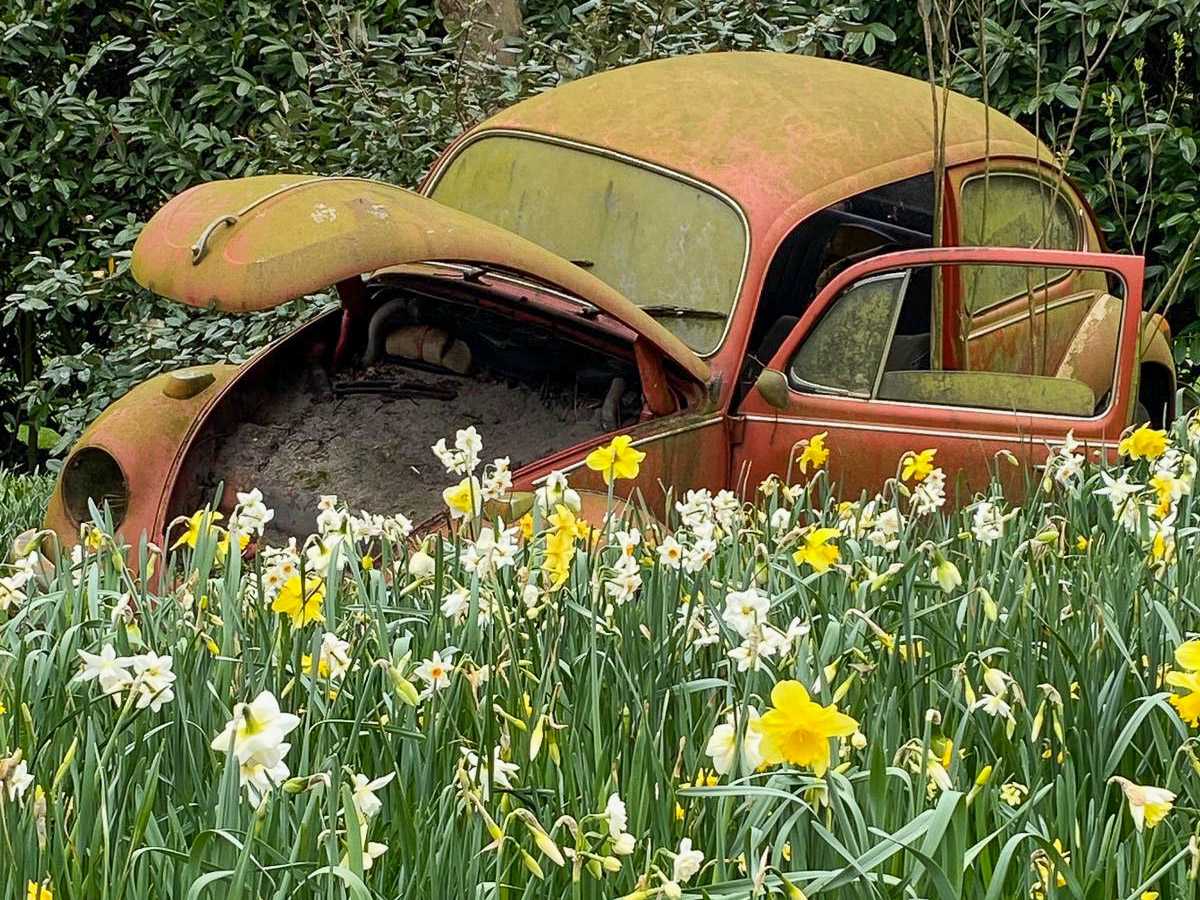 Wrack eines VW Käfer in einem Narzissenfeld