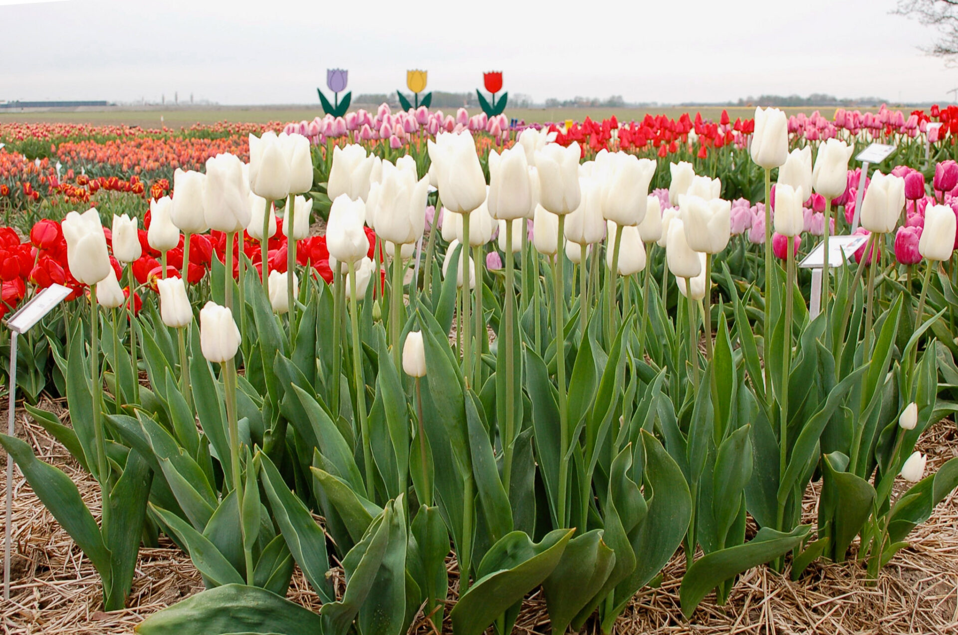 Tulpen in verschiedenen Farben auf einem Feld für Selbstpflücker
