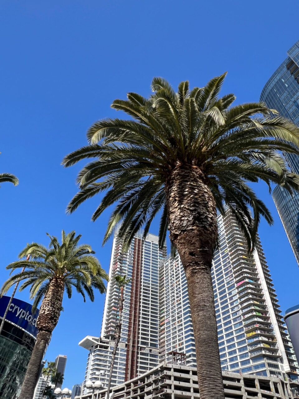 Palme vor Wolkenkratzern in Downtown Los Angeles
