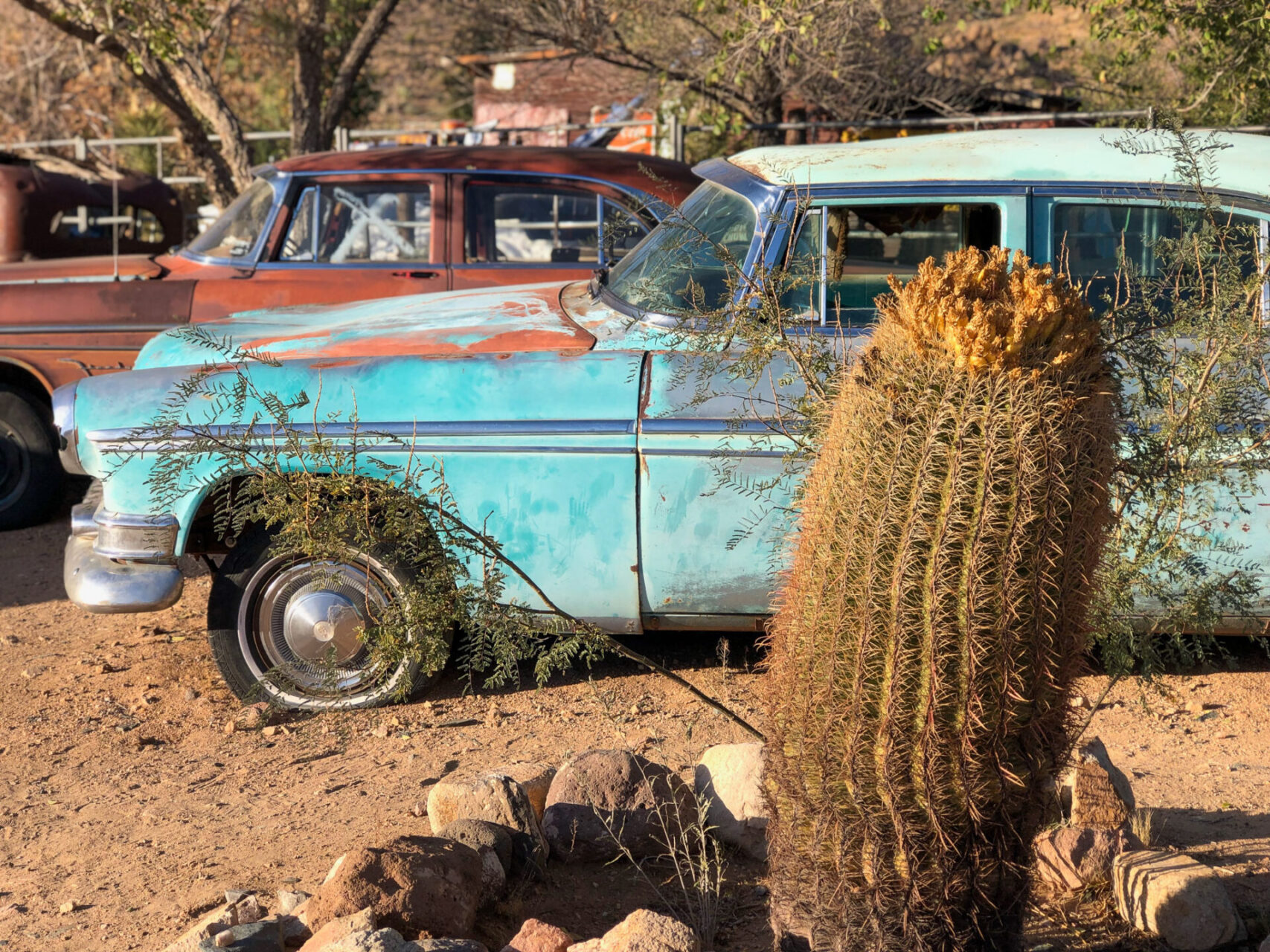 Mintgrünes Autowrack beim Hackberry General Store in Arizone mit einem Kaktus im Vordergrund
