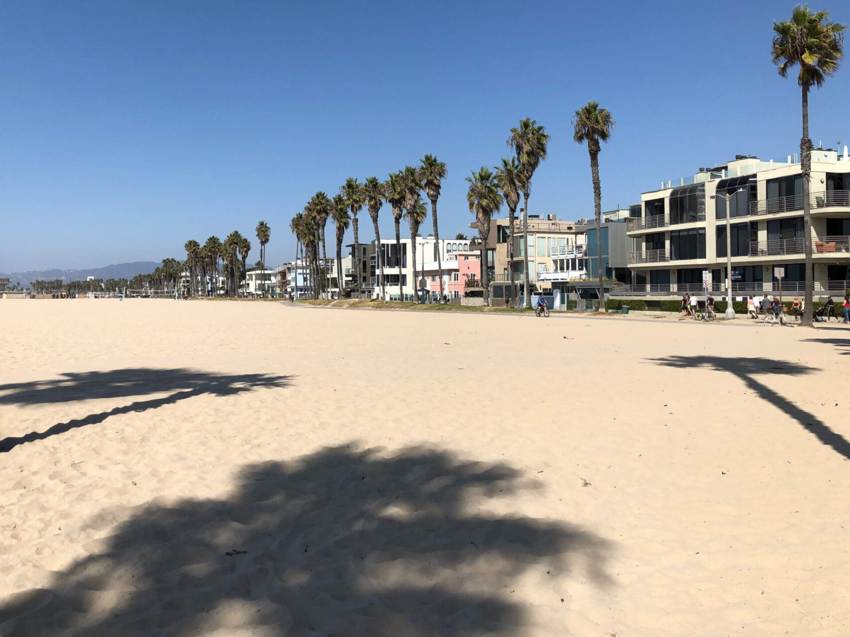 Palmenreihe am Strand von Venice