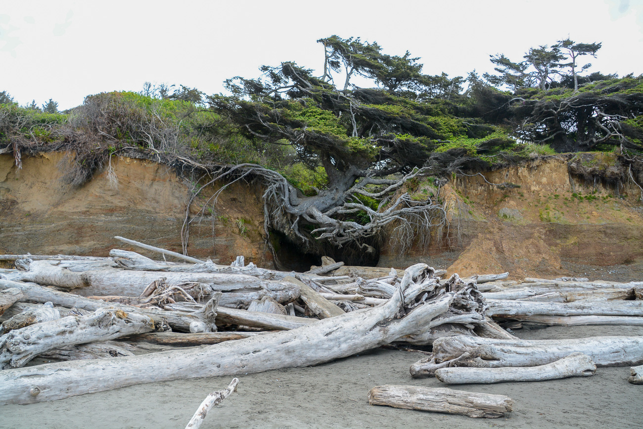 Tree of Life Riesenzeder am Kalaloch Beach in Washington State in den USA