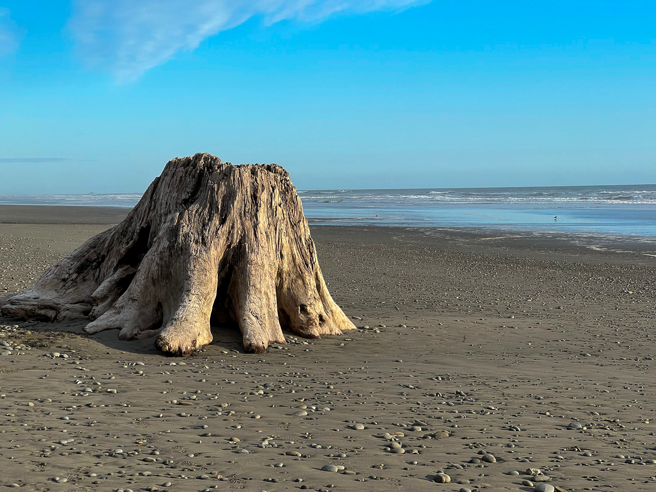 Abgestorbener Baumstumpf am Kalaloch Beach im Olympic National Park in Washington State