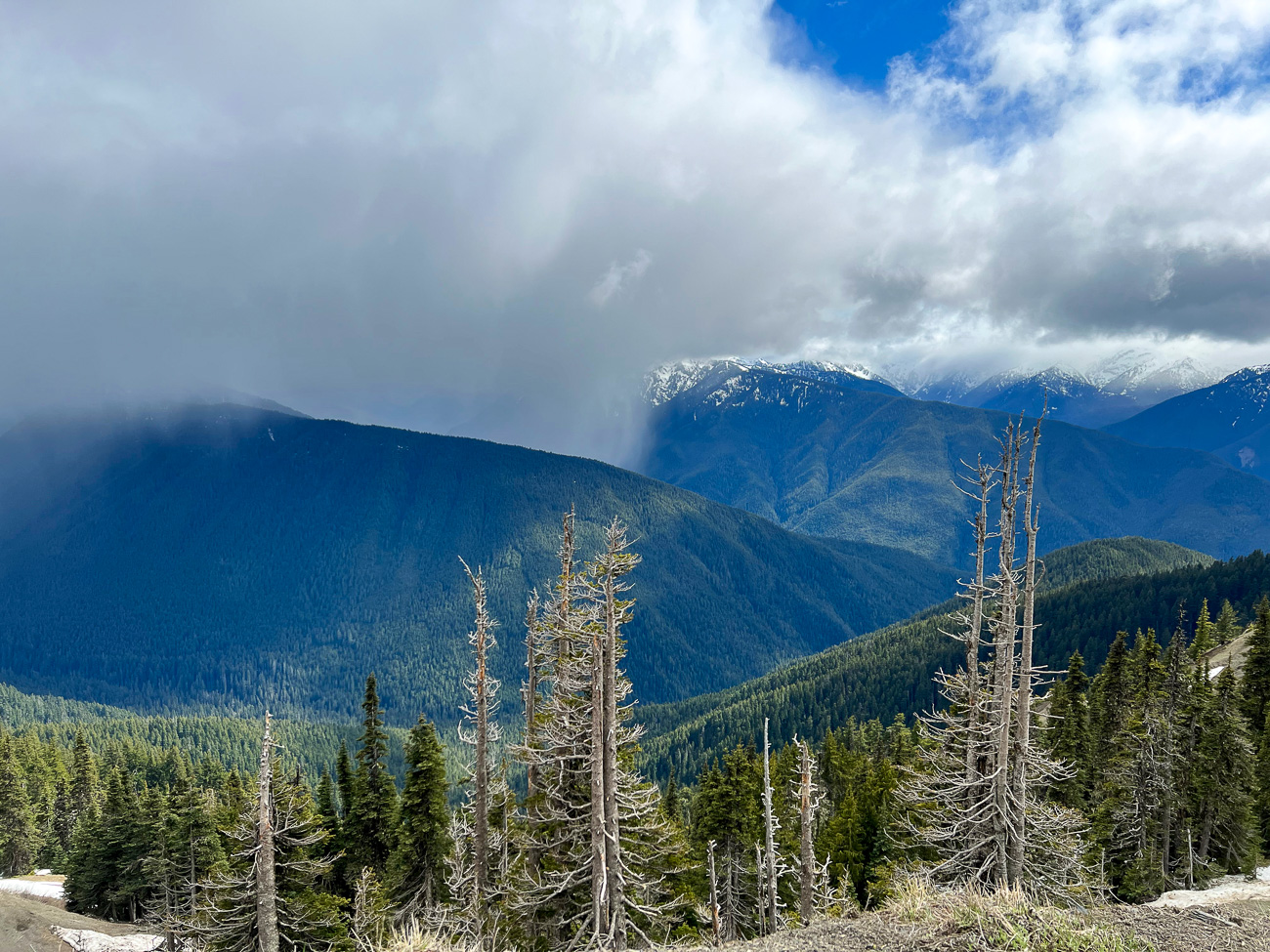 Blick von der Hurricane Ridge im Olympic National Park auf bewaldete Berge