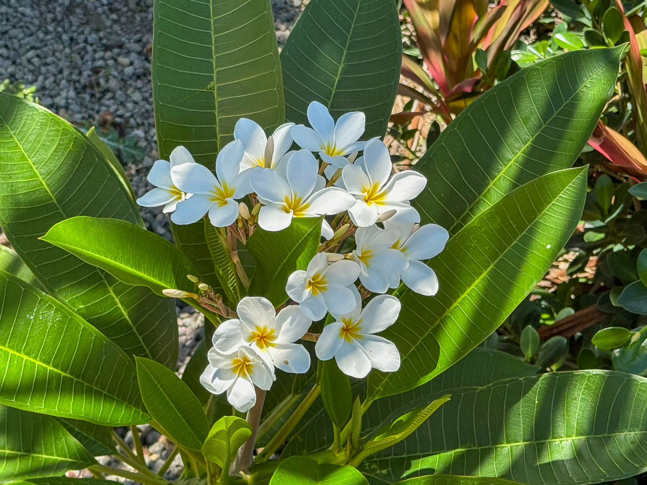 Blühender Frangipani auf Sint Eustatius
