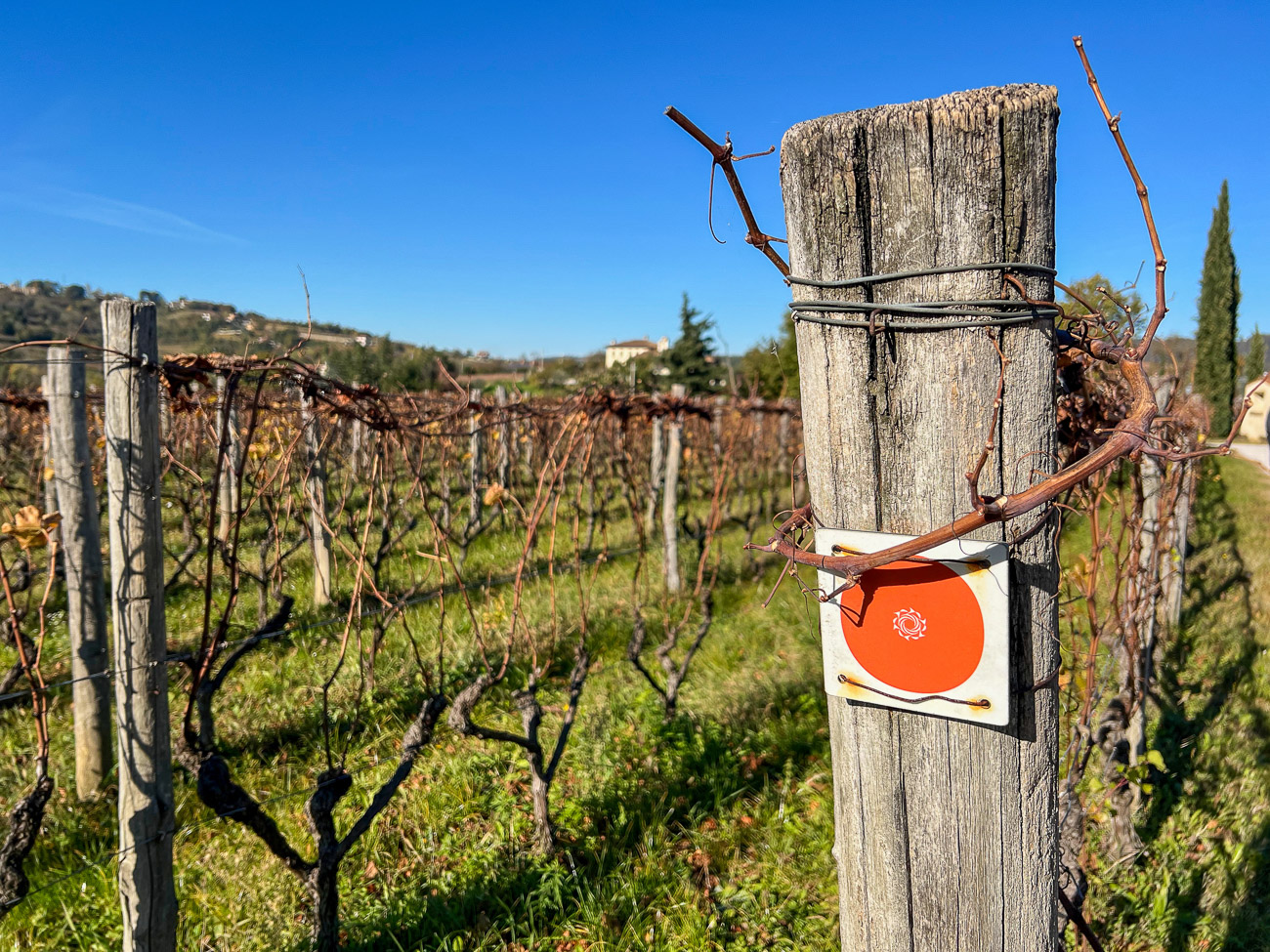 Wanderweg entlang der Orange Wine Route bei Oslavia im Anbaugebiet Collio