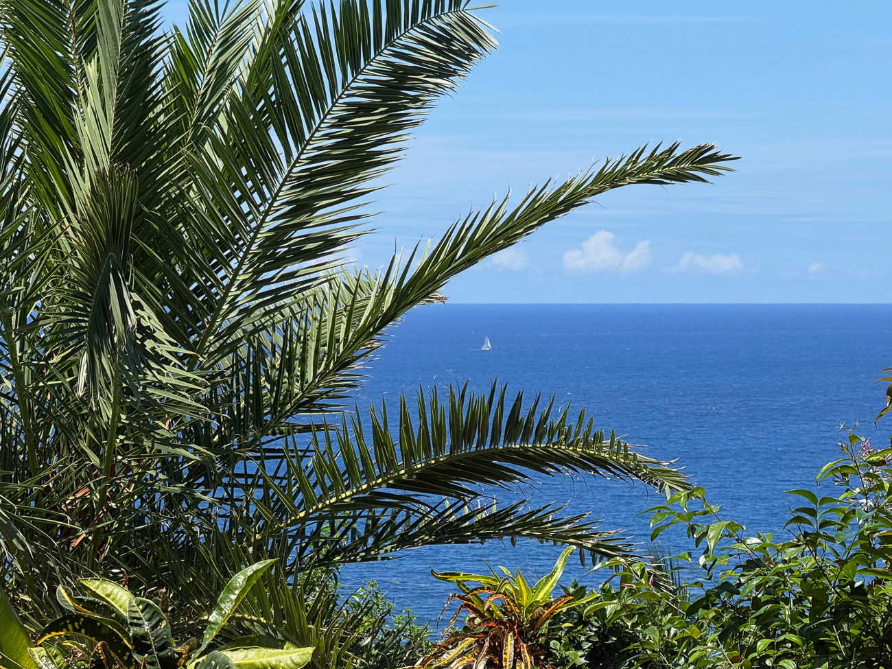 Palemwedel mit Segelboot und Karibischer See