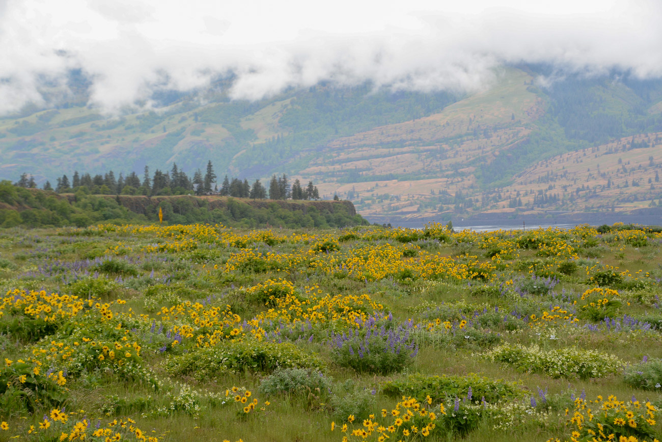 Blumenwiese auf einem Hochplateau im Columbia River Valley in Oregon