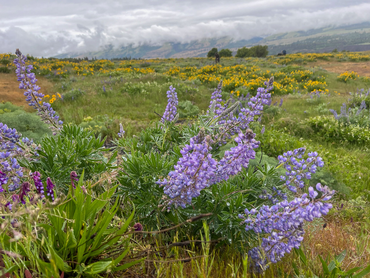 Lupinen auf einem Hochplateau über dem Columbia River