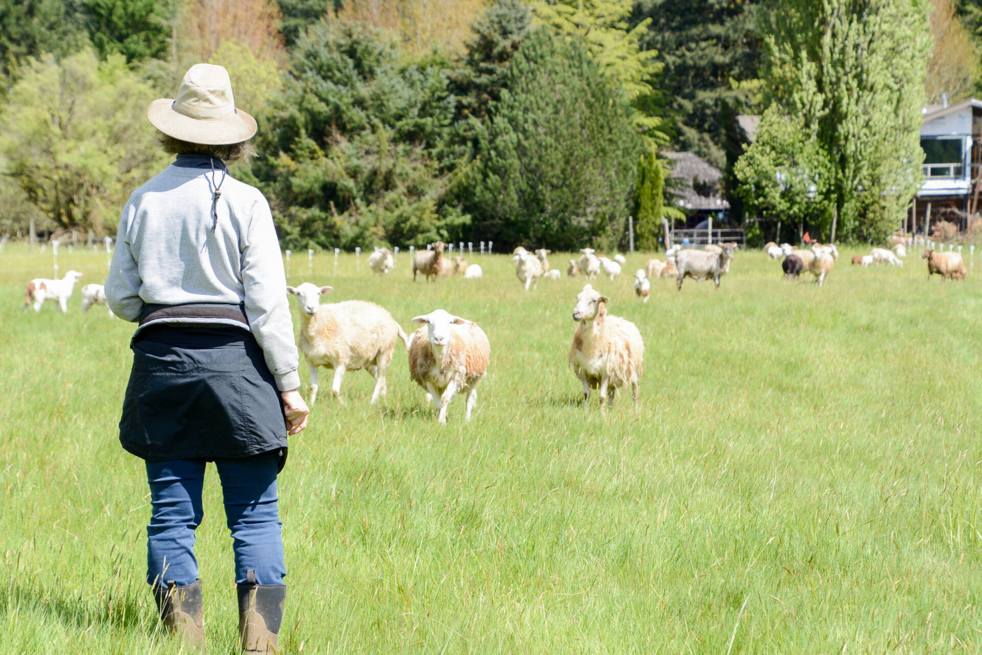 Bäuerin auf der Leaping Lamp Farm mit zahlreichen Schafen