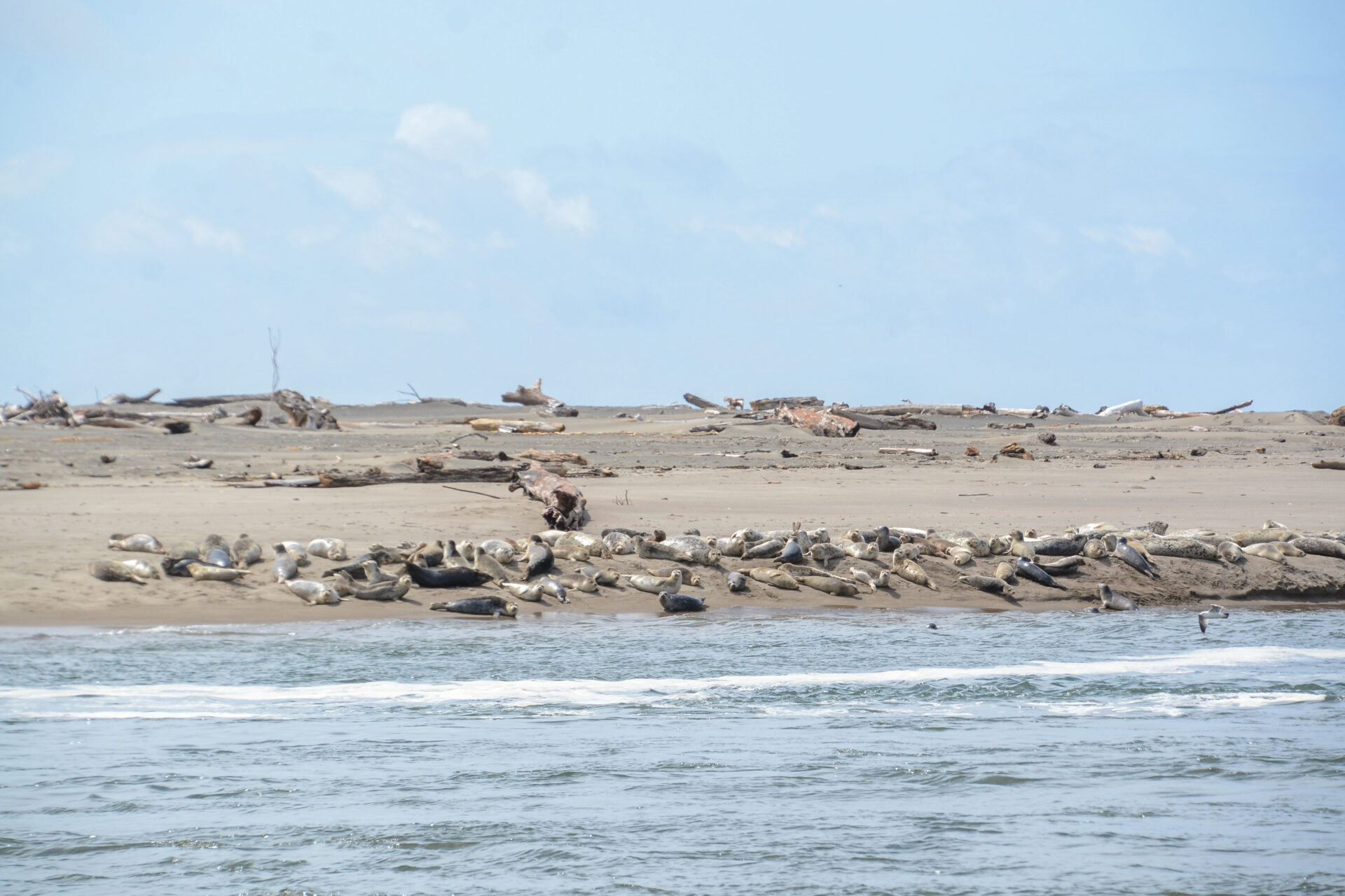 Seehunde auf einer Sandbank bei Lincoln im US-Bundesstaat Oregon