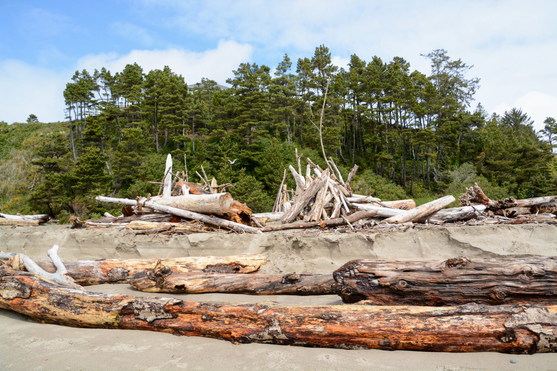Totholz an der Küste Oregon vor gesunden Koniferen