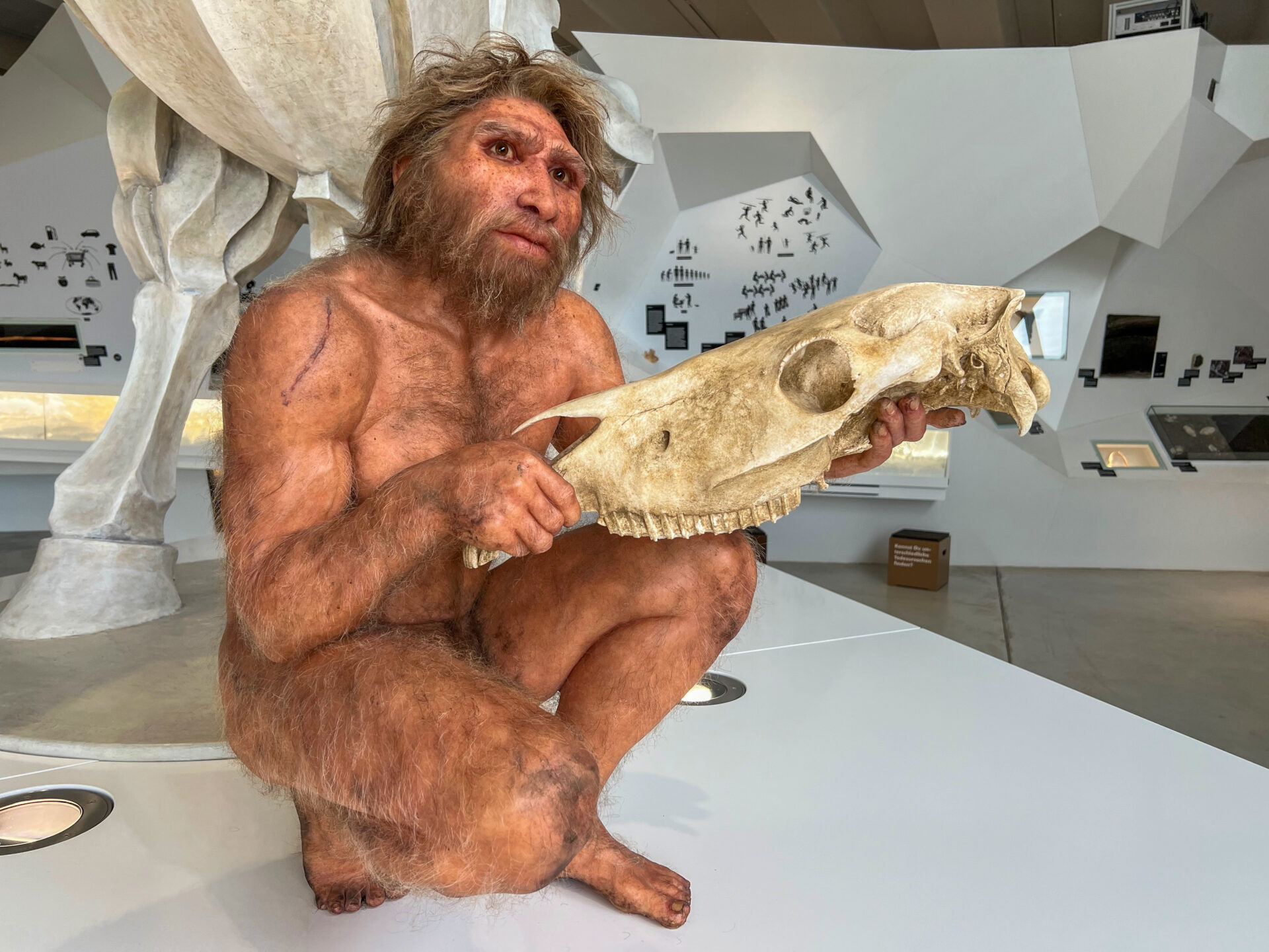 Wachsfigur des Homo heidelbergensis im Forschungsmuseum Schöningen