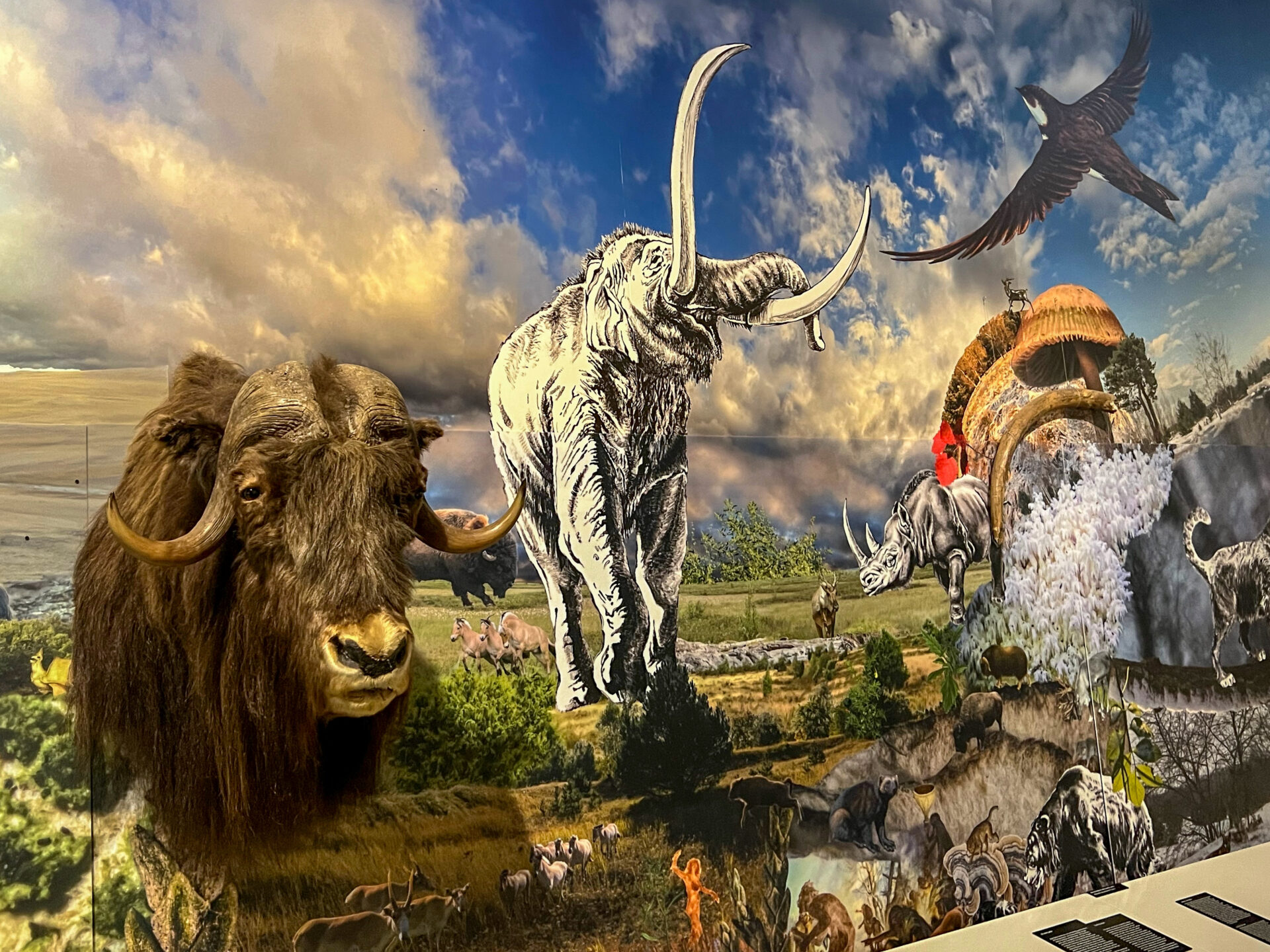 Auerochsen, Waldelefanten und Nashörner waren vor 300 000 Jahren in Norddeutschland ein gängiger Anblick