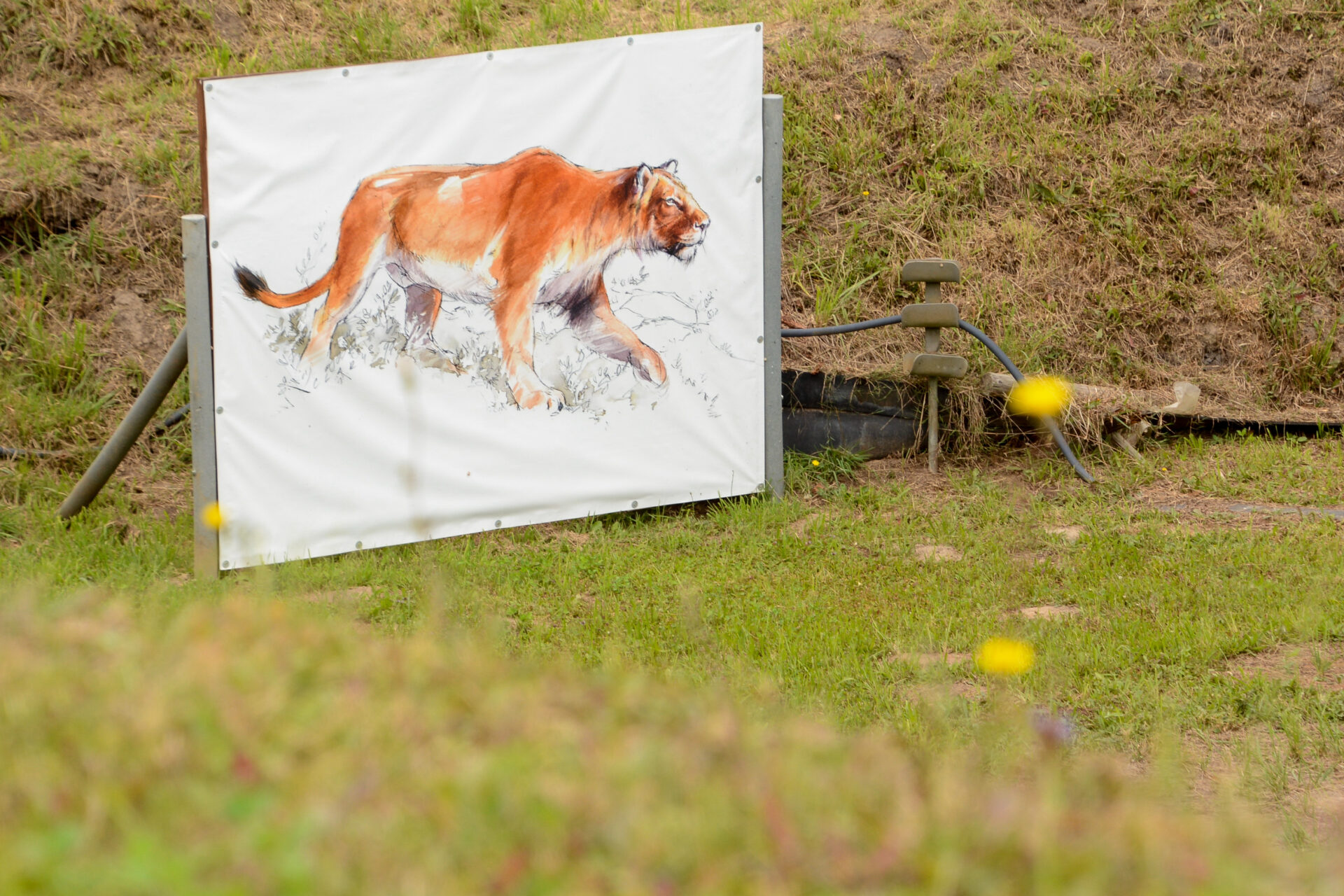 Animation eines Säbelzahntigers im Tagebau Schöningen