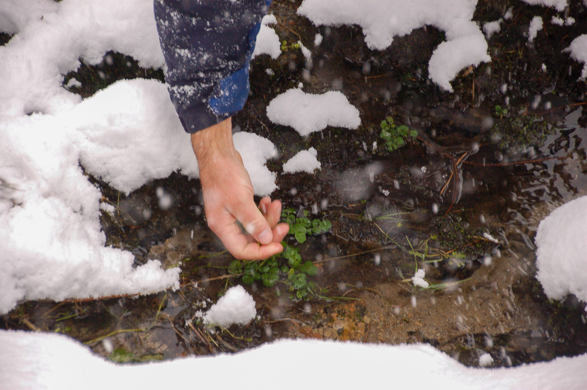 Johann Naglemeyer pflückt Kresse in einem Bach in Gastein