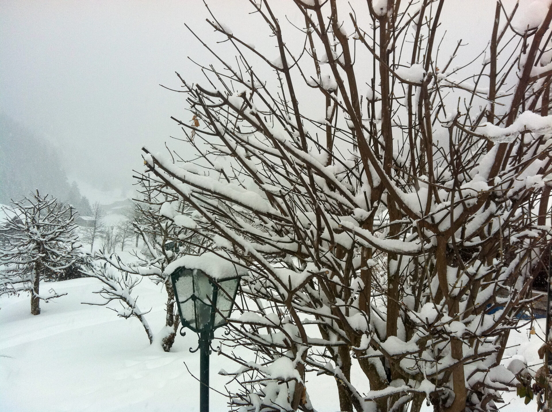 Tief verschneiter Baum in Badgestein